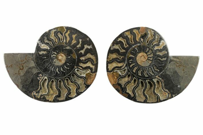 Split Black/Orange Ammonite Pair - Unusual Coloration #132225